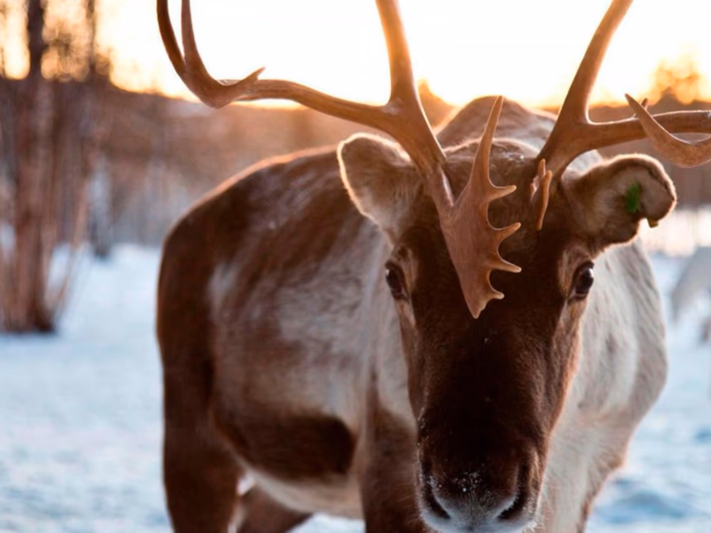 Lapland Holiday  - Magical Adventure for 2 - 30th October
