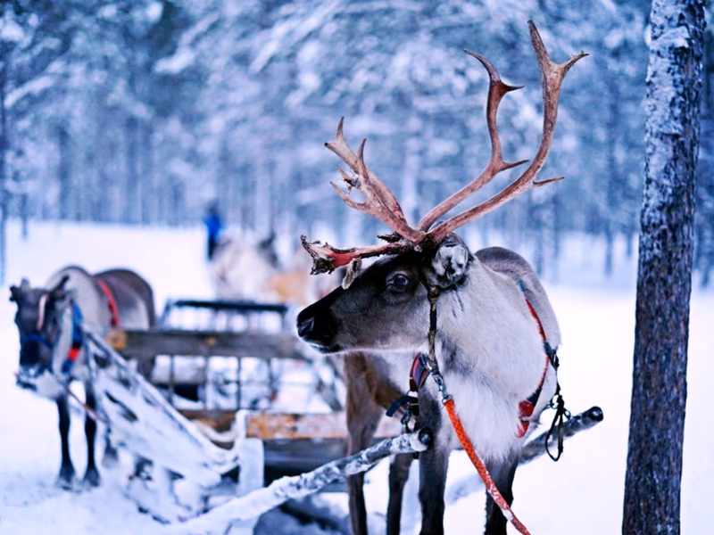 Lapland Holiday  - Magical Adventure for 2 - 30th October