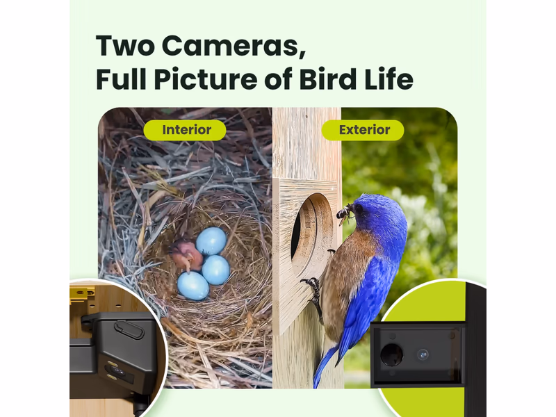 Birdfy Nest Duo - Smart Bird House with Dual Cameras - Auto Draw - 5th May